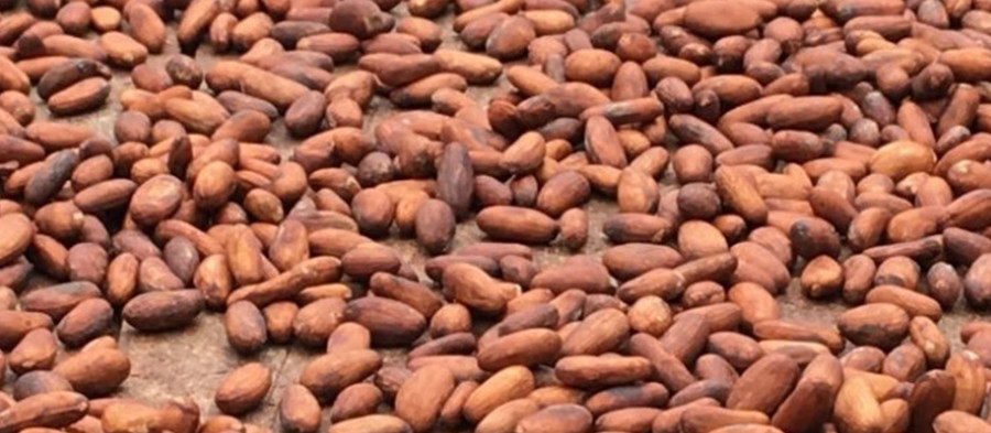 Цены на какао вновь растут после падения, а трейдеры прогнозируют фьючерсы с помощью алгоритмов