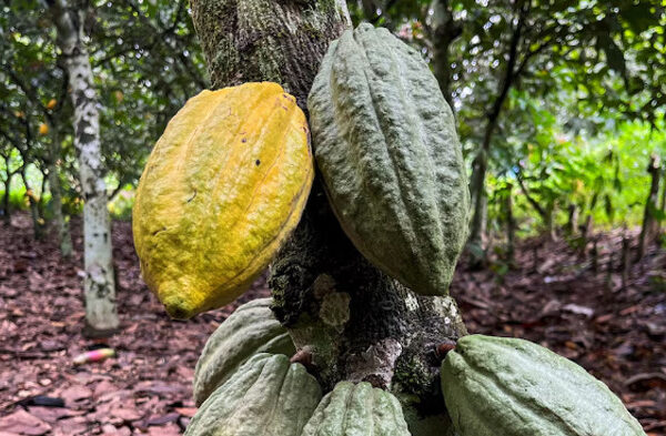 Регулятор по какао в Кот-д’Ивуаре приостанавливает деятельность кооперативов из-за накопления бобов