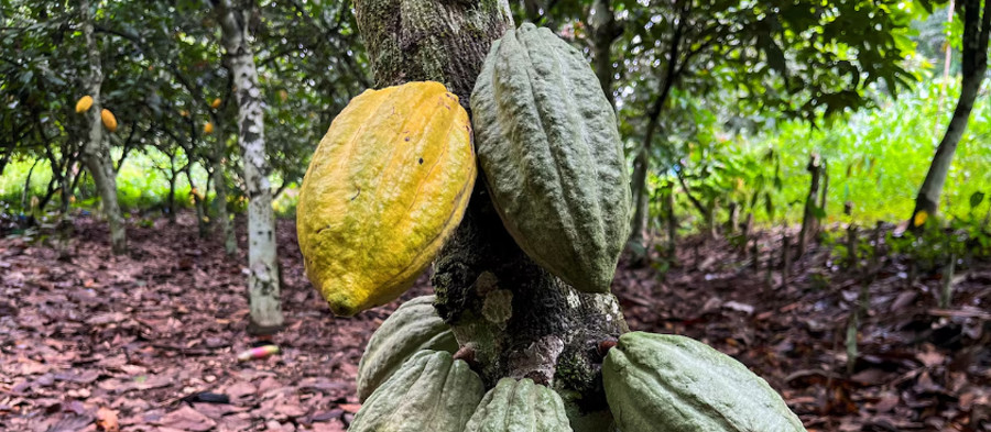 Регулятор по какао в Кот-д’Ивуаре приостанавливает деятельность кооперативов из-за накопления бобов